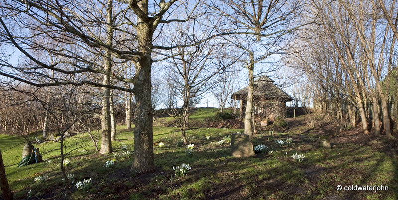 January Snowdrops and sunshine