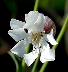 Bladder Campion