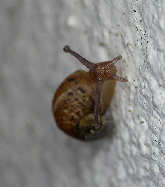 Tiny Snail