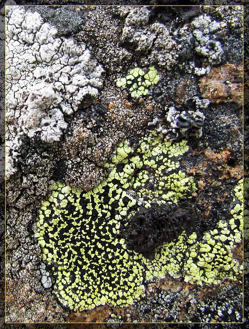 Beautiful Lichen