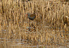 Water Rail