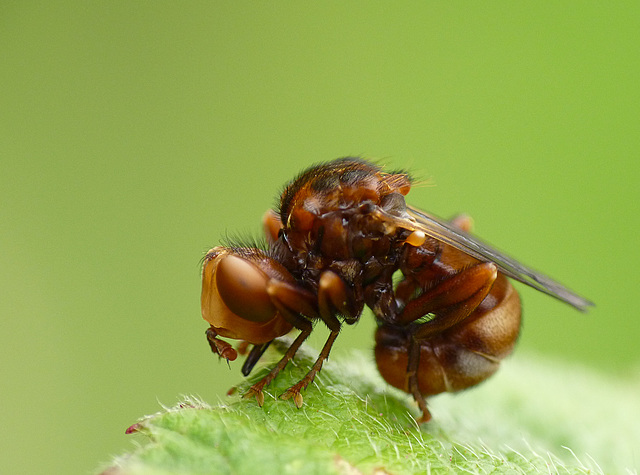 Thick-headed Fly