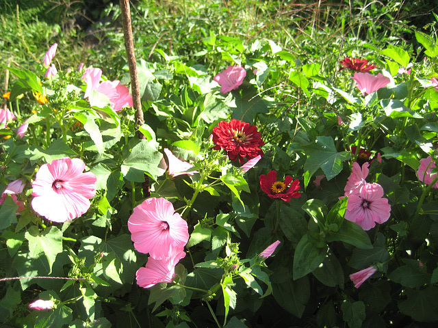 Malven und Zinnien [Lavatera trimestris, Zinnia elegans] ]