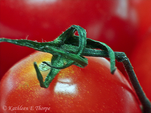 Tomato and Vine Macro