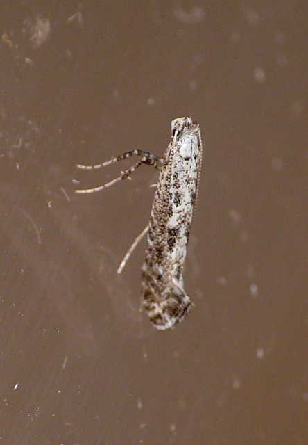 Parornix anglicella