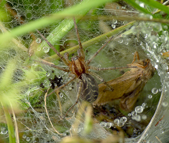 Labyrinth Spider