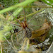 Labyrinth Spider