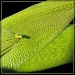 Corn Texture