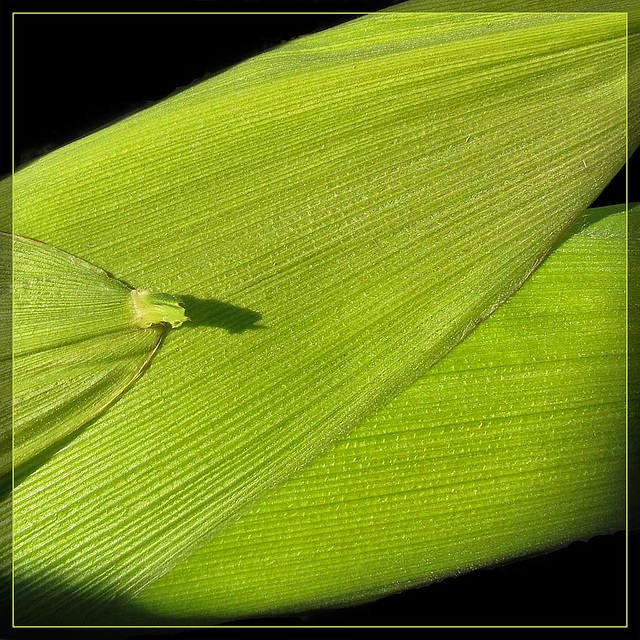 Corn Texture