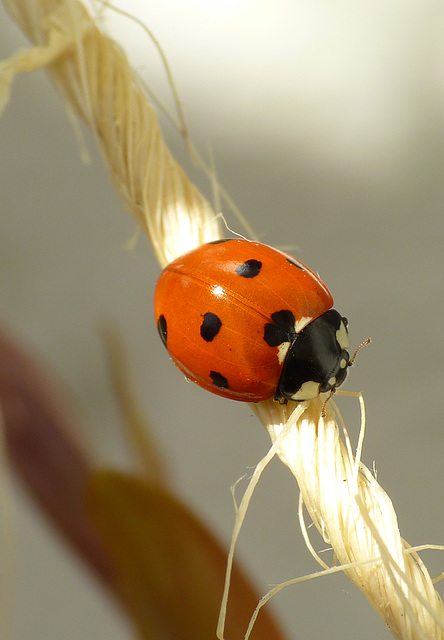 Lady'bird' on a Wire