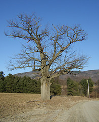Plank Road Oak