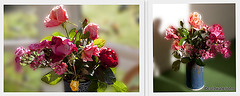 Last of the Autumn Roses