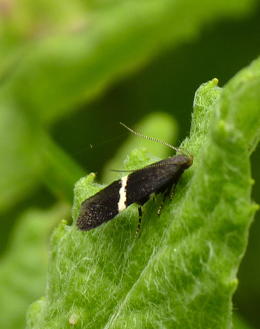 Syncopacma sp.