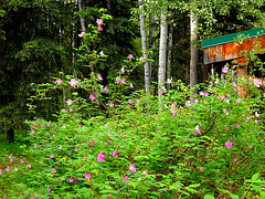 Alaska wild roses