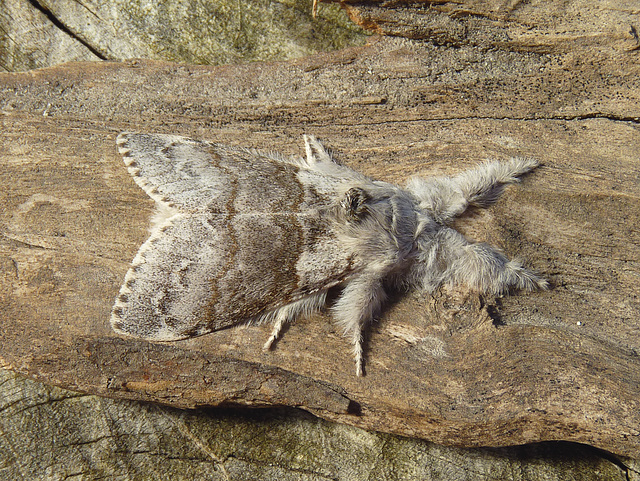 Pale Tussock