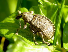 Otiorhynchus sp.