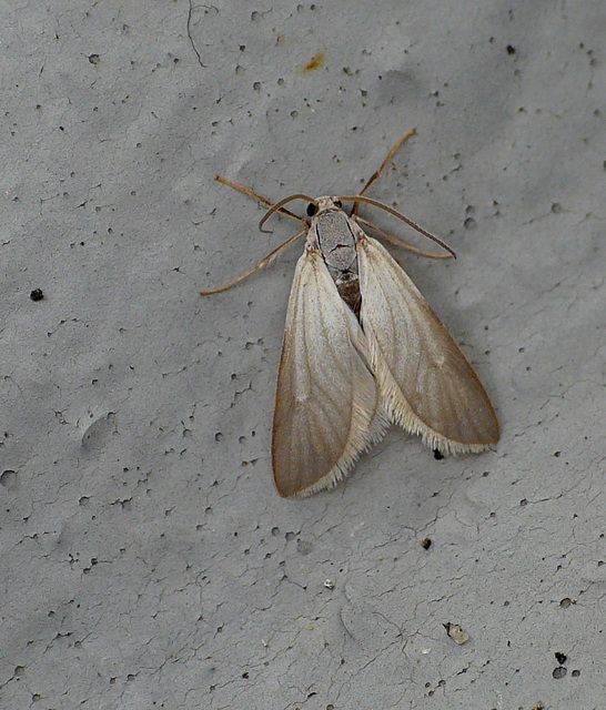 Water Veneer Moth