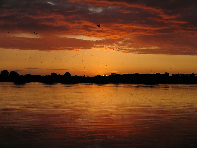 Sunset with swifts