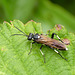 Unknown Sawfly or Wasp