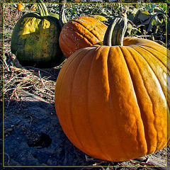 Pumpkin Pile