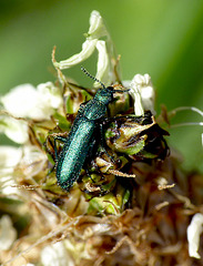 Psilotrix viridicoeruleus Beetle