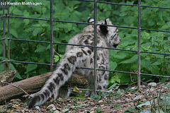 Schneeleopardenbaby Lola (Wilhelma)