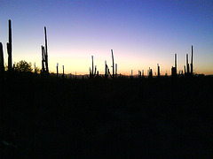 Sunset, with cactus.