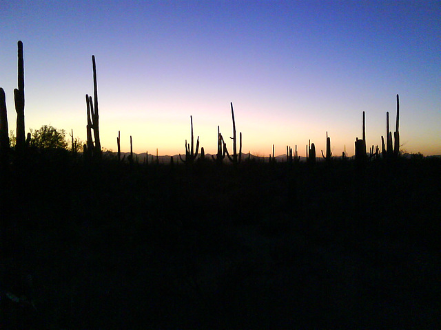 Sunset, with cactus.