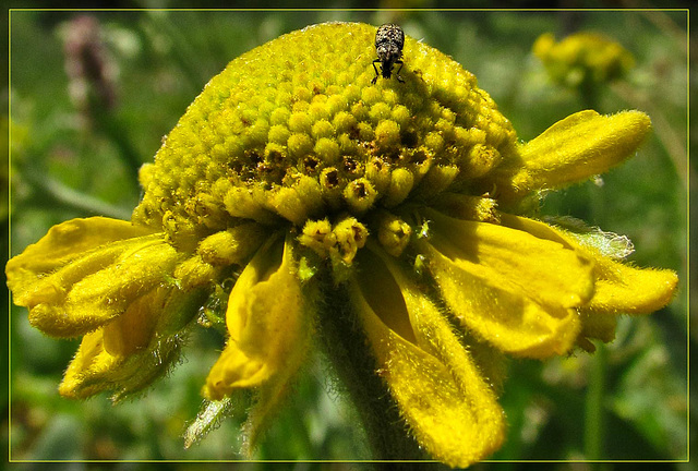 Nom Nom Nom (Beetle on Coneflower)