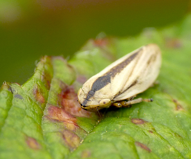 Common Froghopper