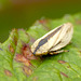 Common Froghopper