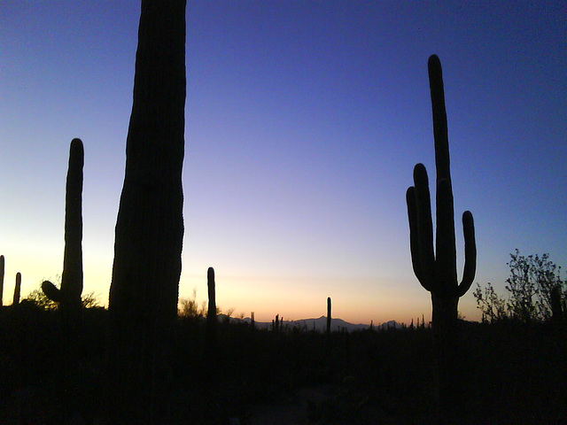 Saguaro Sunset