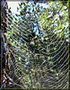 Multiple Spiderwebs