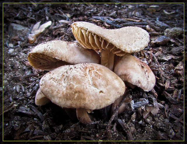 Mushroom Group