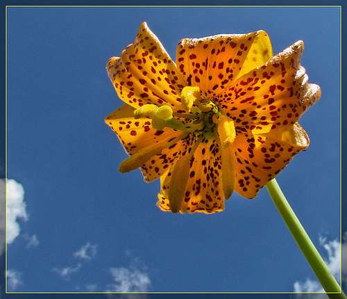 Wiggin's Lily