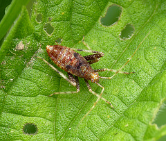 Phytocoris ulmi Bug Nymph