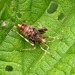 Phytocoris ulmi Bug Nymph