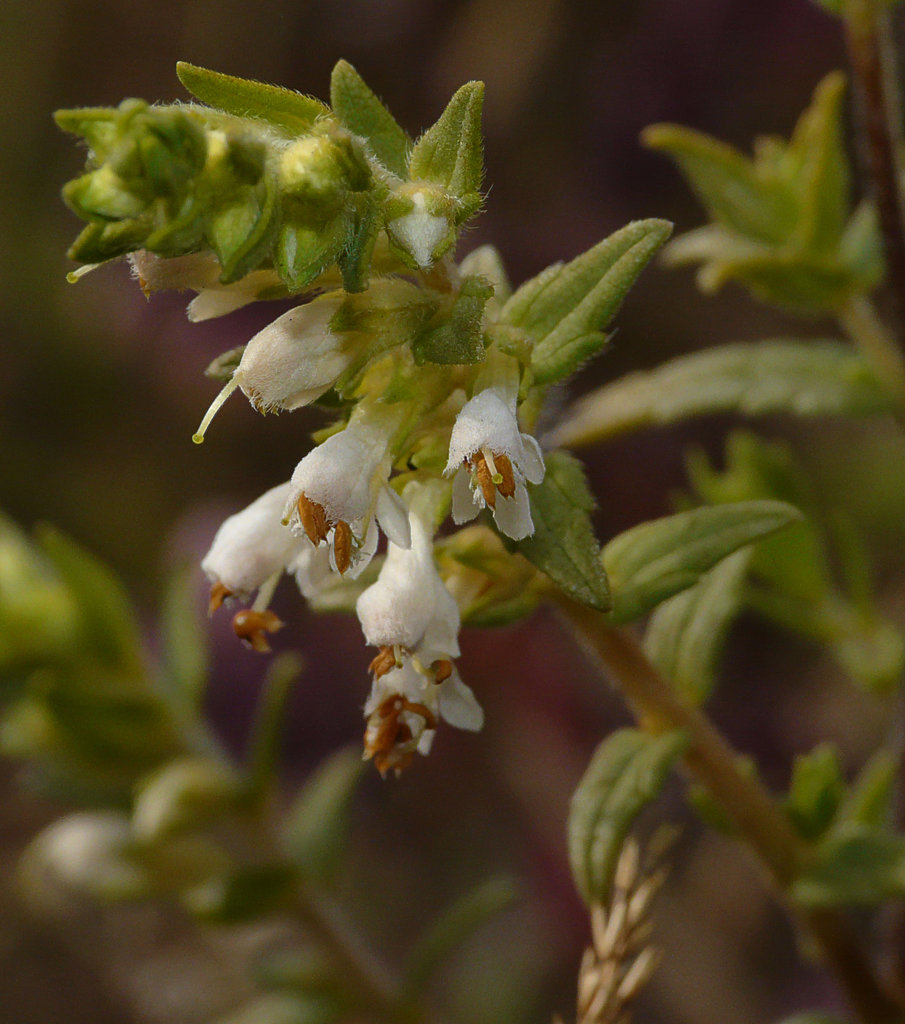 Red Bartsia in White