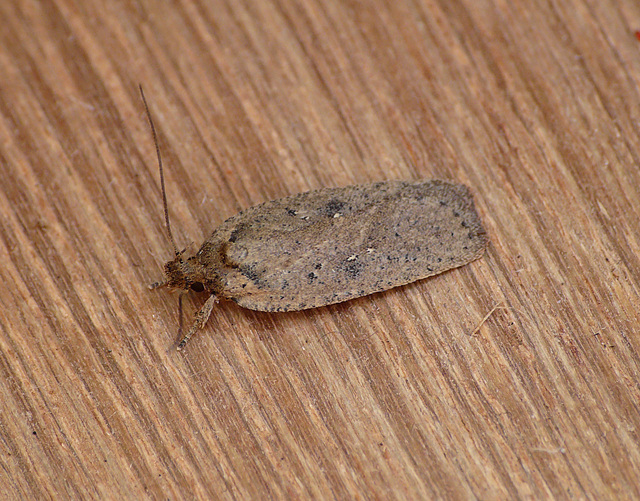 Agonopterix heracliana