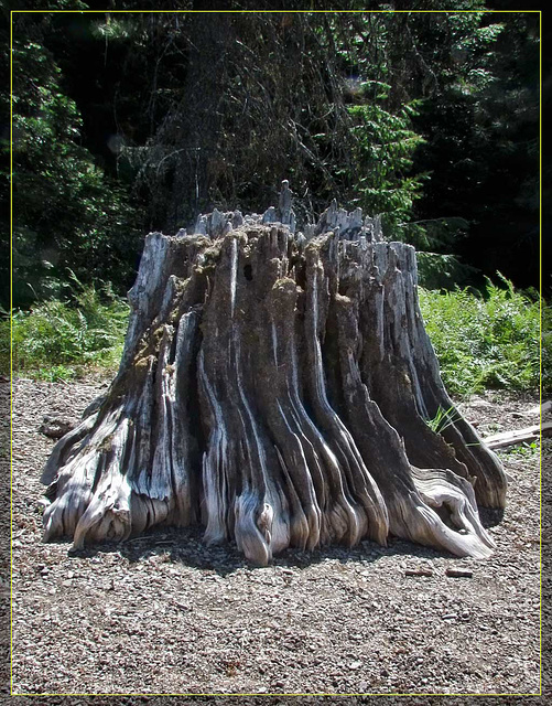 Driftwood Trunk 2