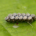 Gorse Shieldbug Eggs Full