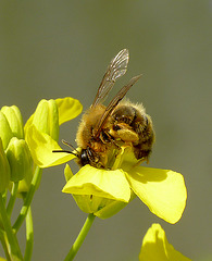 Honey Bee on Rapeseed