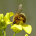 Honey Bee on Rapeseed