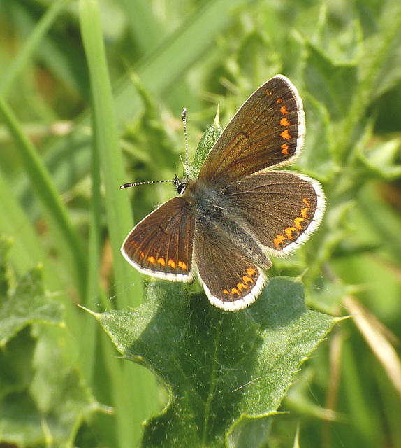 Brown Argus Butterfly