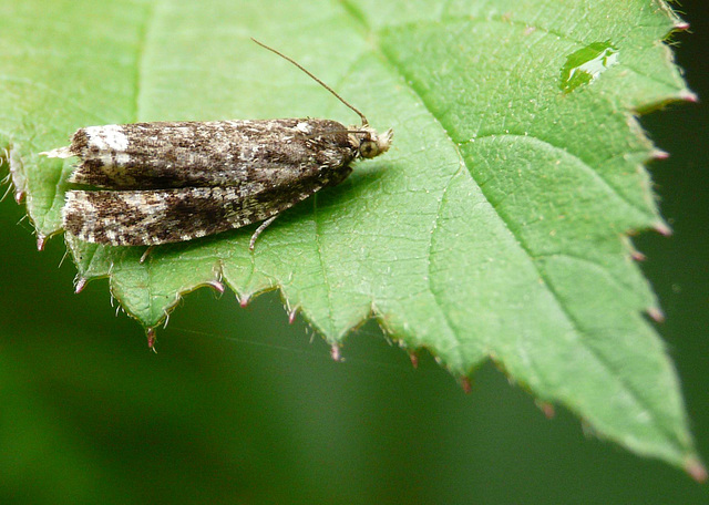 Celypha lacunana Moth