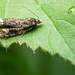 Celypha lacunana Moth