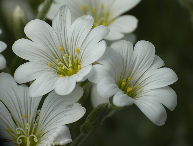 Little Whites