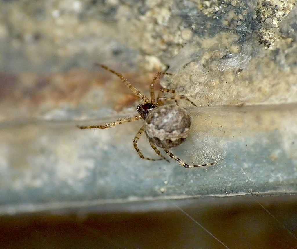 Patio Life: Mystery Spider Momma