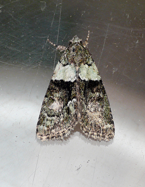 Tree-lichen Beauty