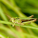 Common Green Grasshopper